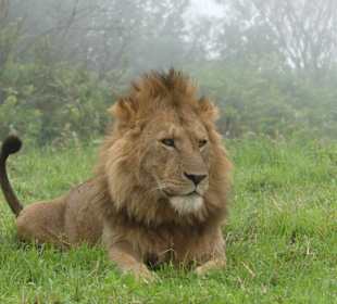 Majestätischer Abschiedsgruß unserer Safari