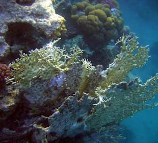 Unterwasser am Innenriff