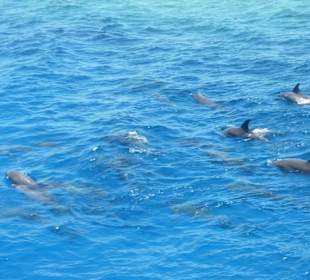 Schnorcheln mit Delfinen 