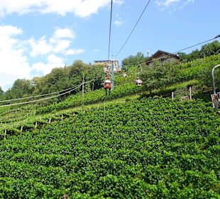 Seilbahn nach Dorf Tirol über den Weinreben