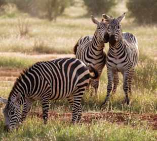 Für ein Foto in Pose geworfen