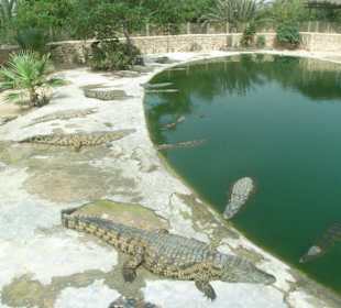 Kroko-Farm in Midoun