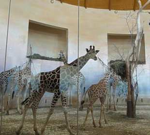 Жирафы