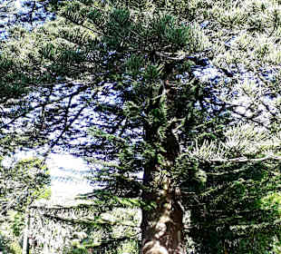 Jardins De Sant´Ana