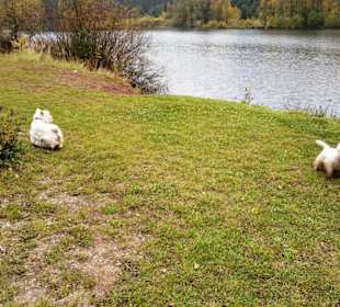 Alle Jahreszeiten mit Hunde erlaubt