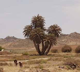 Eine der wenig verbliebenen Königspalmen