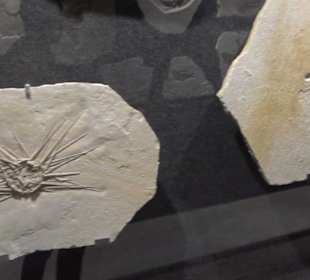 Dinosaurier Museum Altmühltal