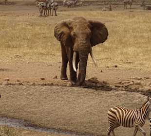Rund um die Uhr Tiere am Wasserloch bei der Lodge