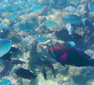 Schnorcheln Hurghada