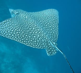 Nun mal schön langsam!