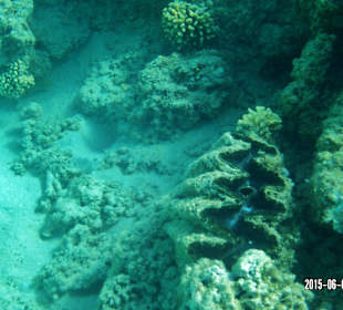 Beim Schnorcheln - Coral Reef mit Tridacna gigas