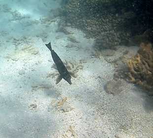 Schnorcheln Marsa Alam