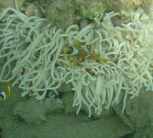 Nemo mit seiner Anemone