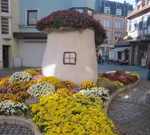Chrysanthema Lahr