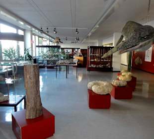 Gang durch das Geowissenschaftliche Museum