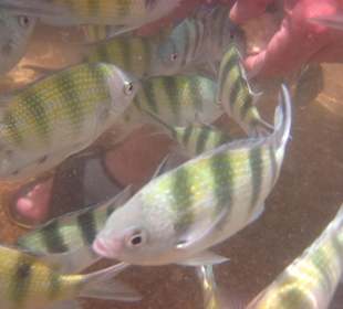 Langeweile kommt unter Wasser nicht auf