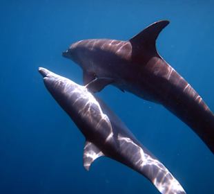 Delfine