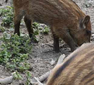 Naturwildpark Granat 