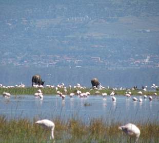 Lake Nakuru Flamingos