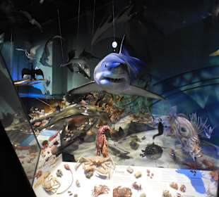 Ausstellungsbereich Meer