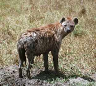 Hyäne