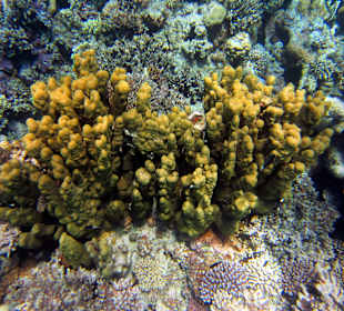 Kameltirp: Ras Abu Galum