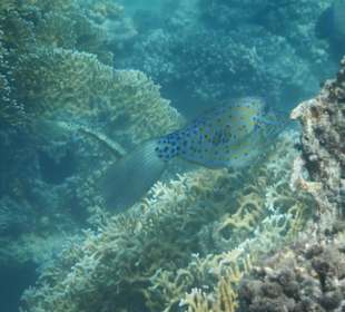 Fische im hauseigenen Riff