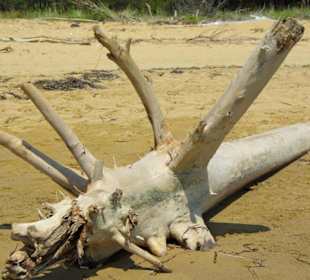 Strand von Bibione 06-2010