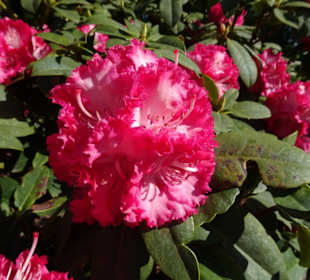 Hauptblüte im Rhododendronpark Bremen