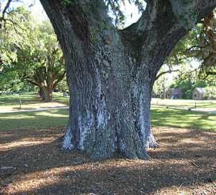 Boone Hall Plantation