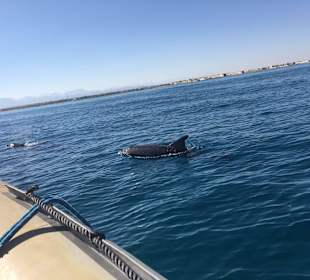 Ausflug mit Freunden und Delfinen