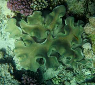 Schnorcheln beim Fort Arabesque