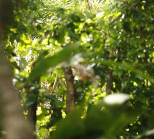 Impressionen in der Plantage