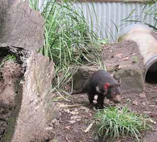 Zoobesuch bei Brisbane