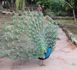 Pfau