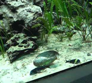 Tierpark Hellabrunn - Fische