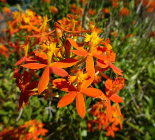 Spaziergang durch den Botanischen Garten Mascarin