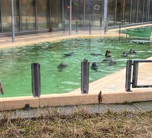 Seehundaufzuchtstation Norden