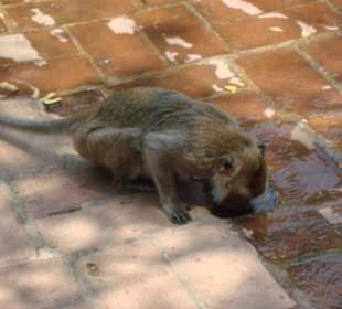 Frei lebende Affen auf dem Berg