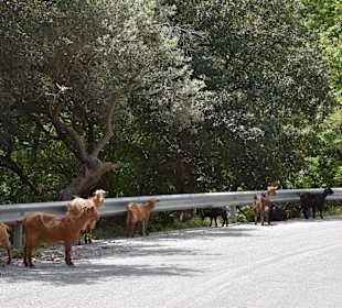 Inselrundfahrt Kreta
