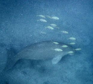 Dugong