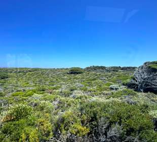 Rottnest Island