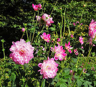 Impressionen aus dem Dahliengarten Hamburg