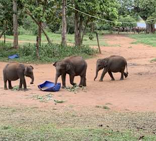 Elefantenwaisenhaus Udawalawa