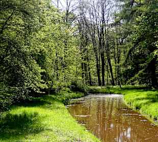 Wasserlauf im Stadtwald