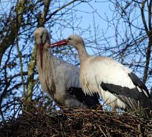 Störche im Wildparadies