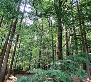 Wandern Weiding (Cham)