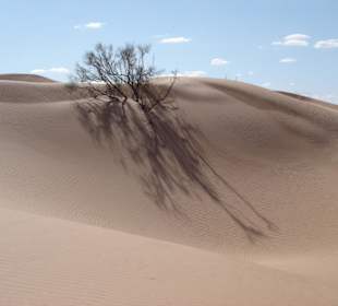 Ein Baum in der Nachmittagssonne