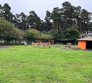 Serengeti Park