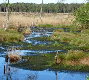 Impressionen vom Rundgang durch das Pietzmoor